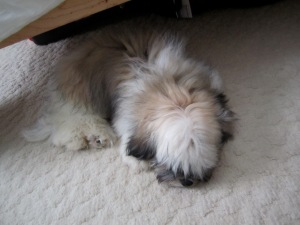 Our Havanese All Worn Out