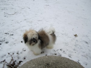 Wiggle-End Our Fluffy Little Havanese