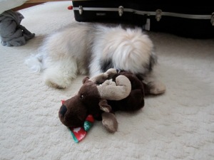 Wiggle-End Our Havanese With Her Holiday Moose Toy